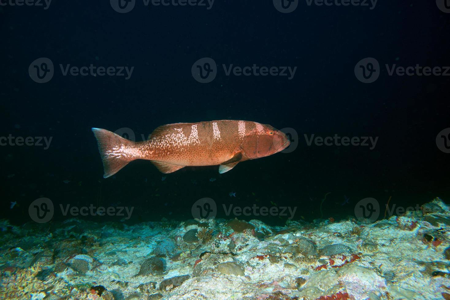 colorful grouper isolated on ocean photo