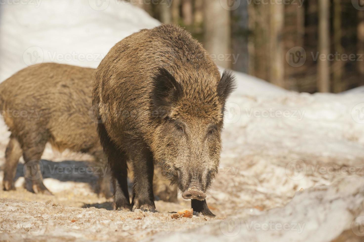 A wild pork isolated in the snow while looking at you photo