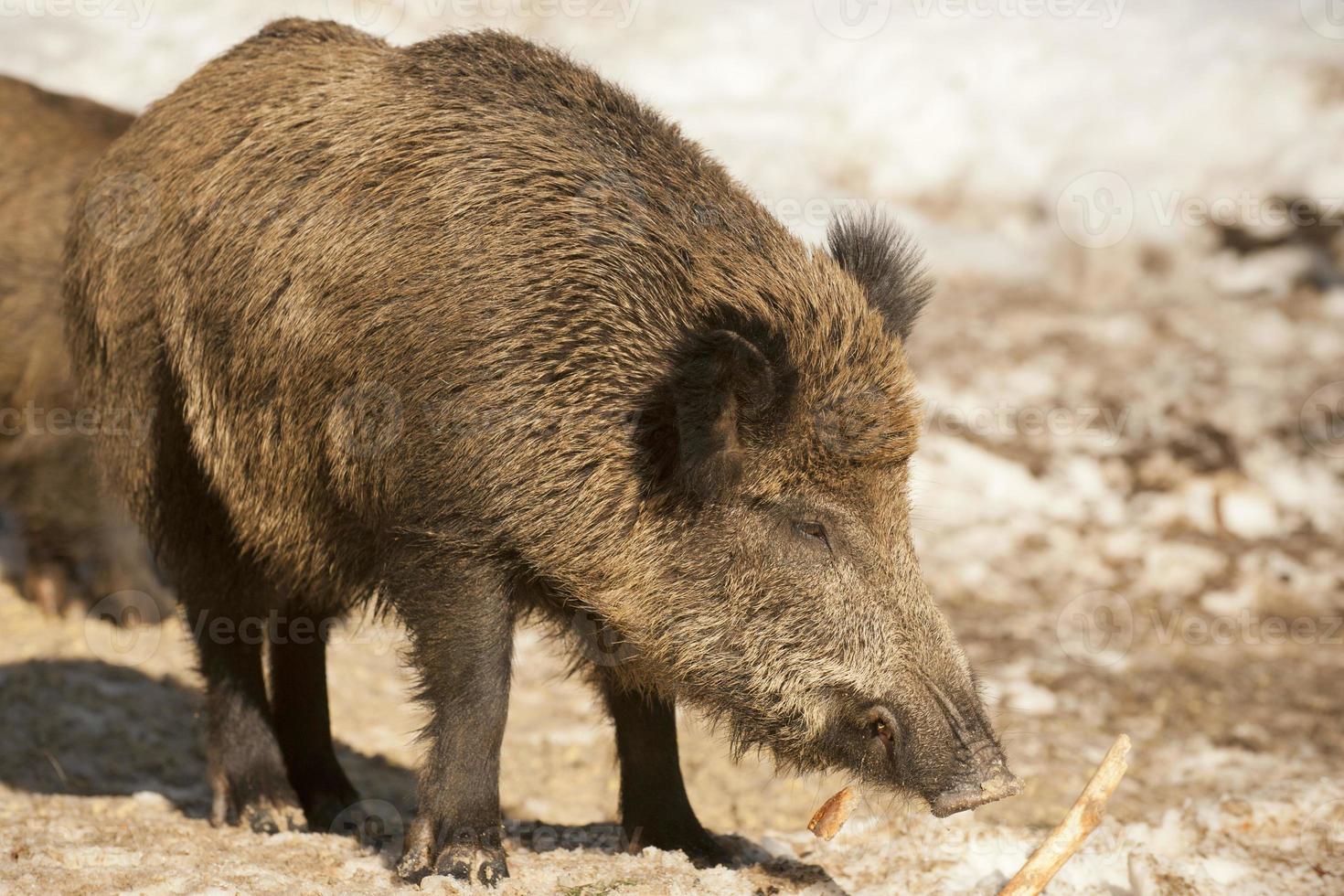 una boca de cerdo salvaje mientras come foto