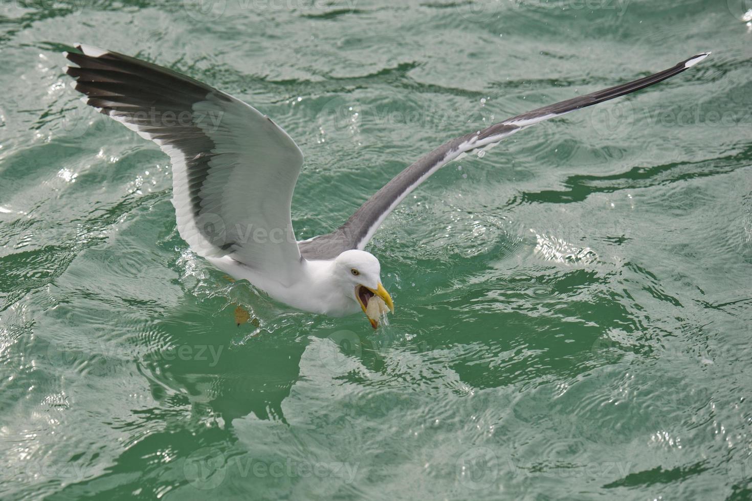 Seagull flying to you photo