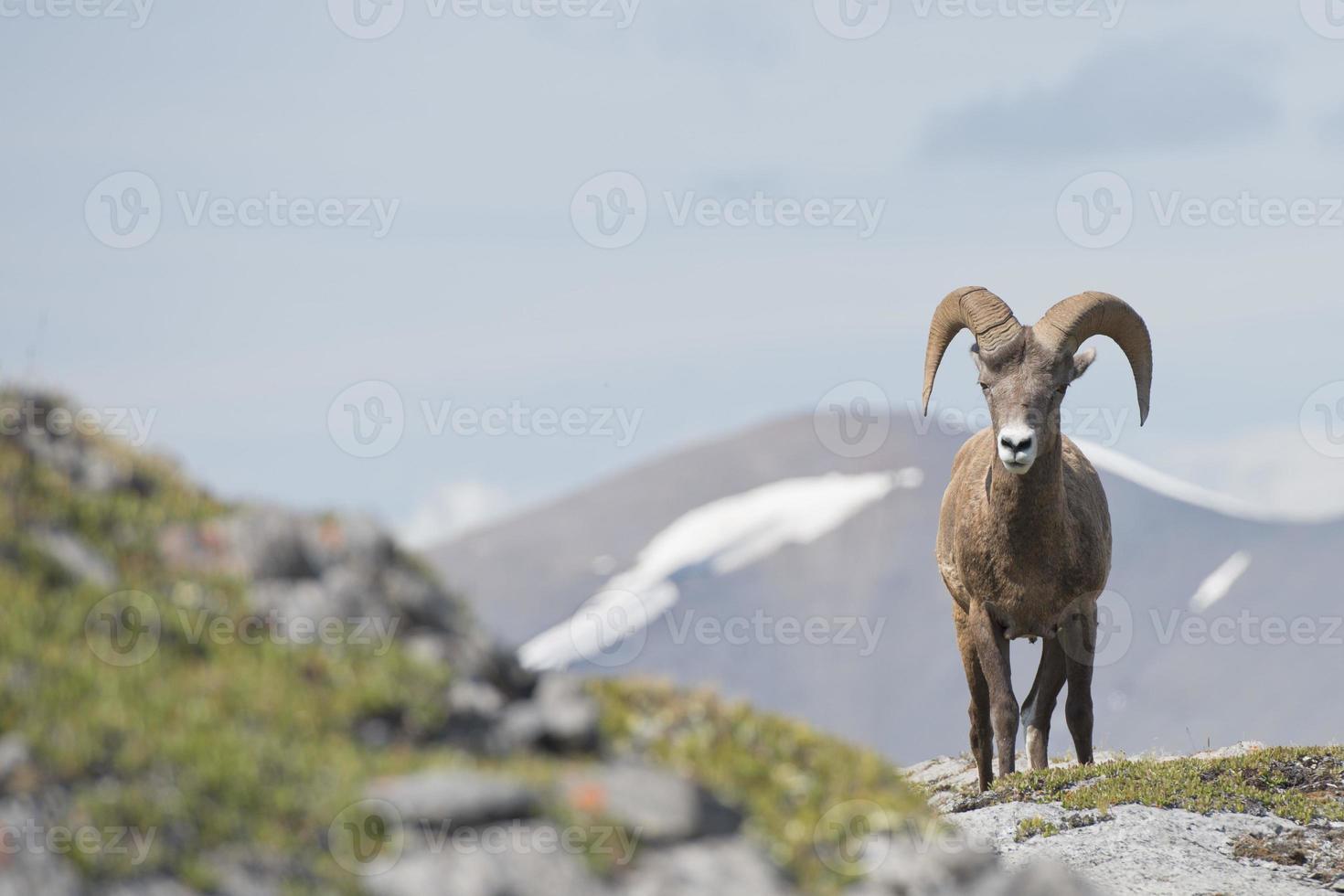 Big Horn portrait photo