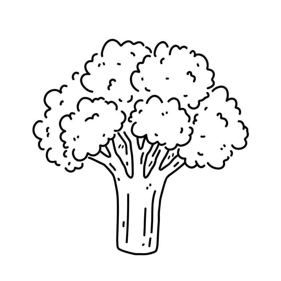 repollo de brócoli aislado sobre fondo blanco. alimentos orgánicos saludables. ilustración vectorial dibujada a mano en estilo garabato. perfecto para tarjetas, logotipos, decoraciones, recetas, varios diseños. vector