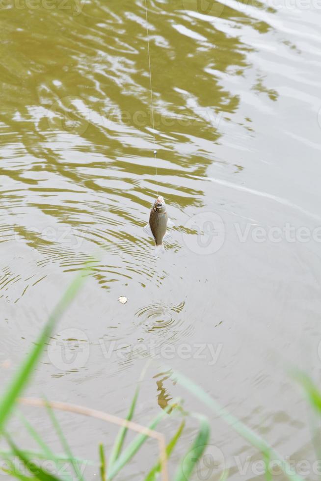 pescado pequeño besugo colgado en el anzuelo foto