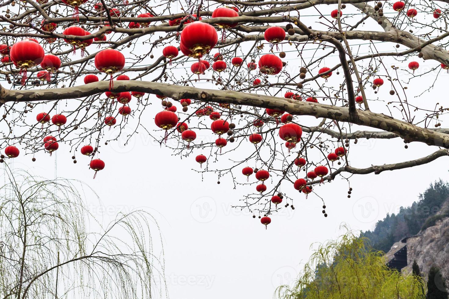 chinese red lanterns of tree branches in spring photo