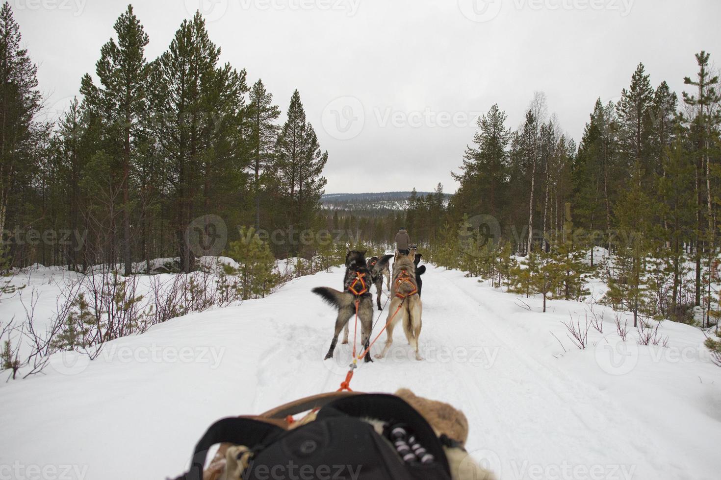 sledding with sled dog in lapland in winter time photo