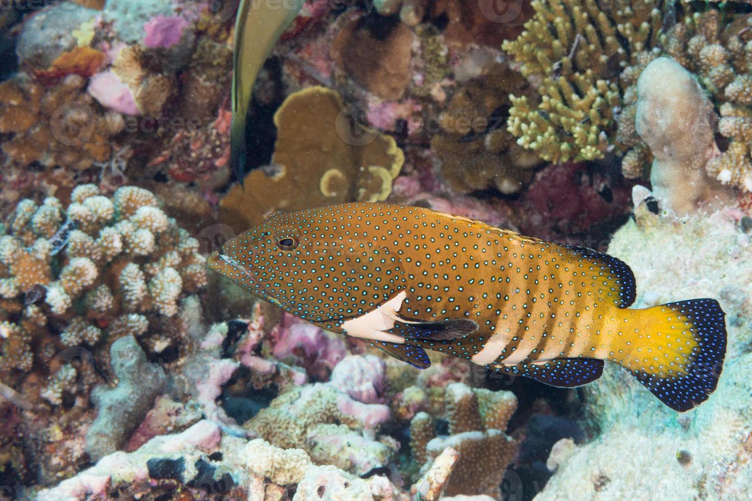 colorful grouper on the reef photo