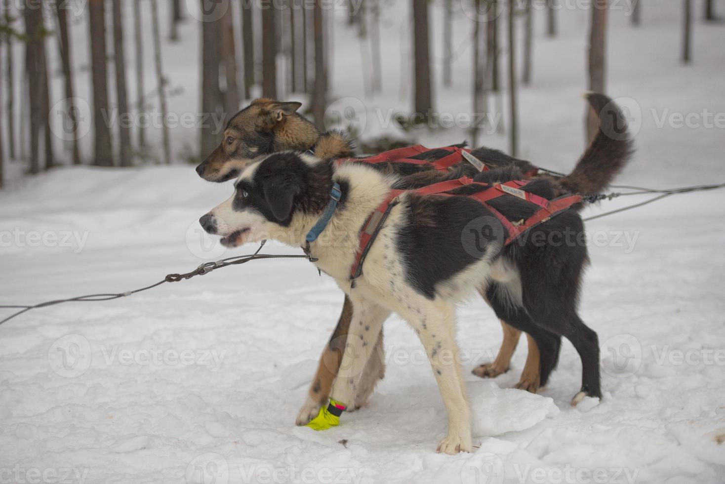 sledding with sled dog in lapland in winter time photo