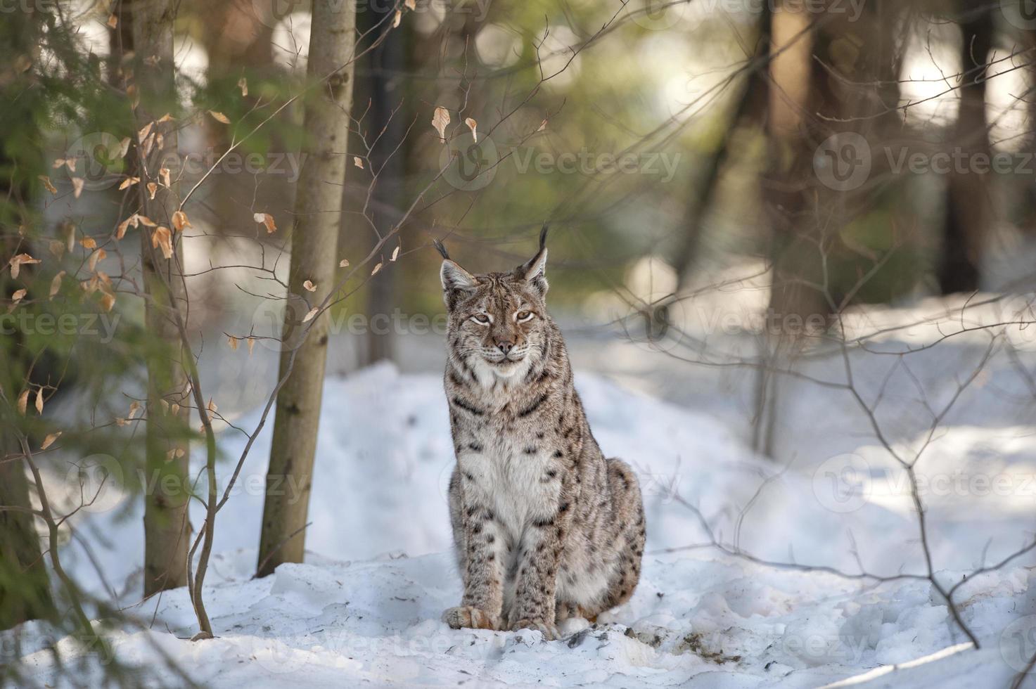 Lynx in the snow background while looking at you photo