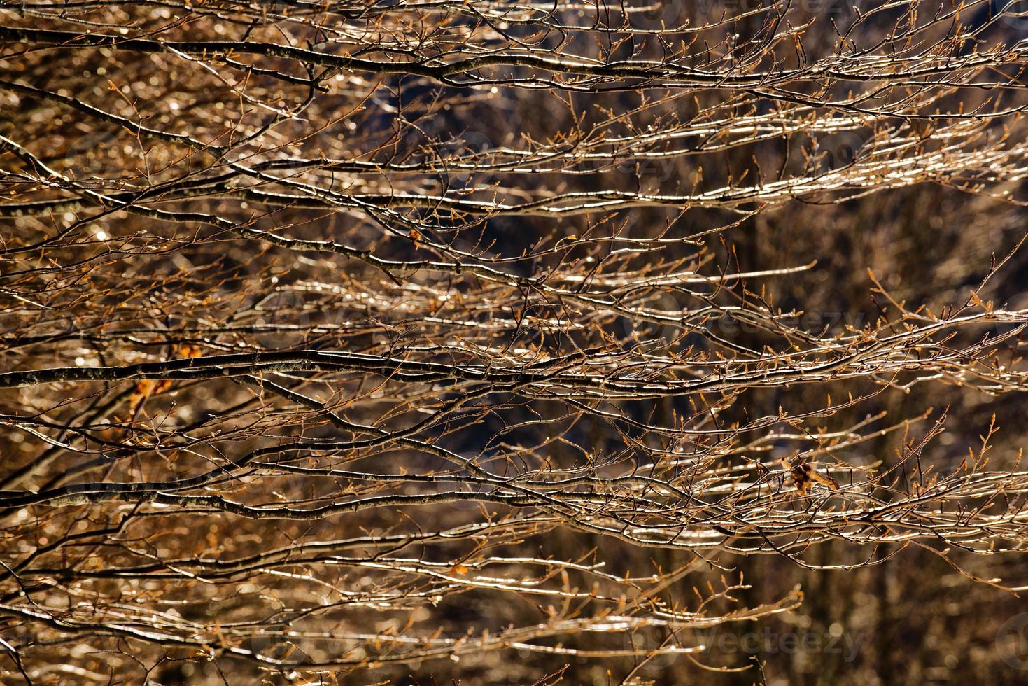 Tree Branch close up crossed by light beam in winter time photo