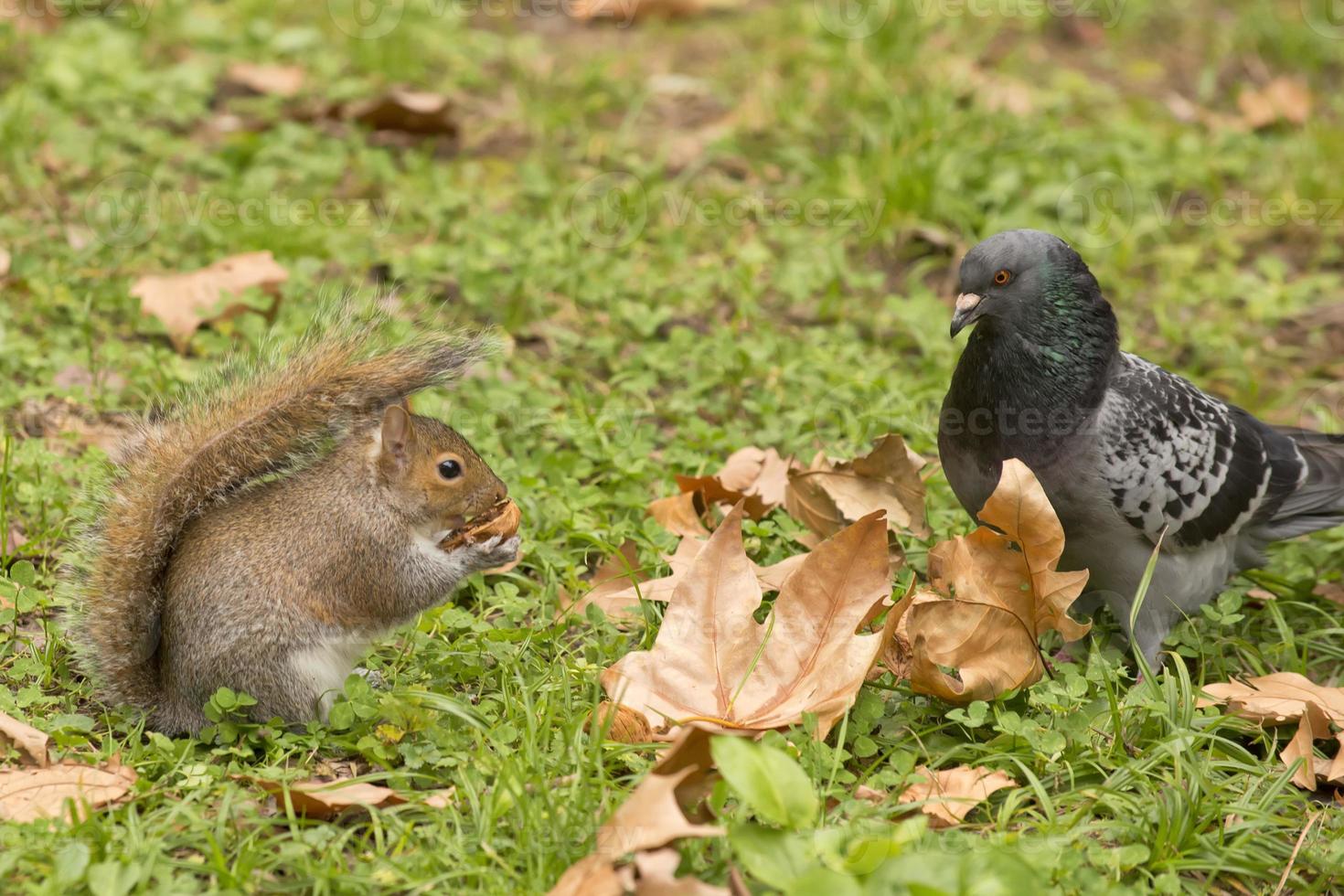 una ardilla gris mirando a la paloma mientras sostiene una nuez foto