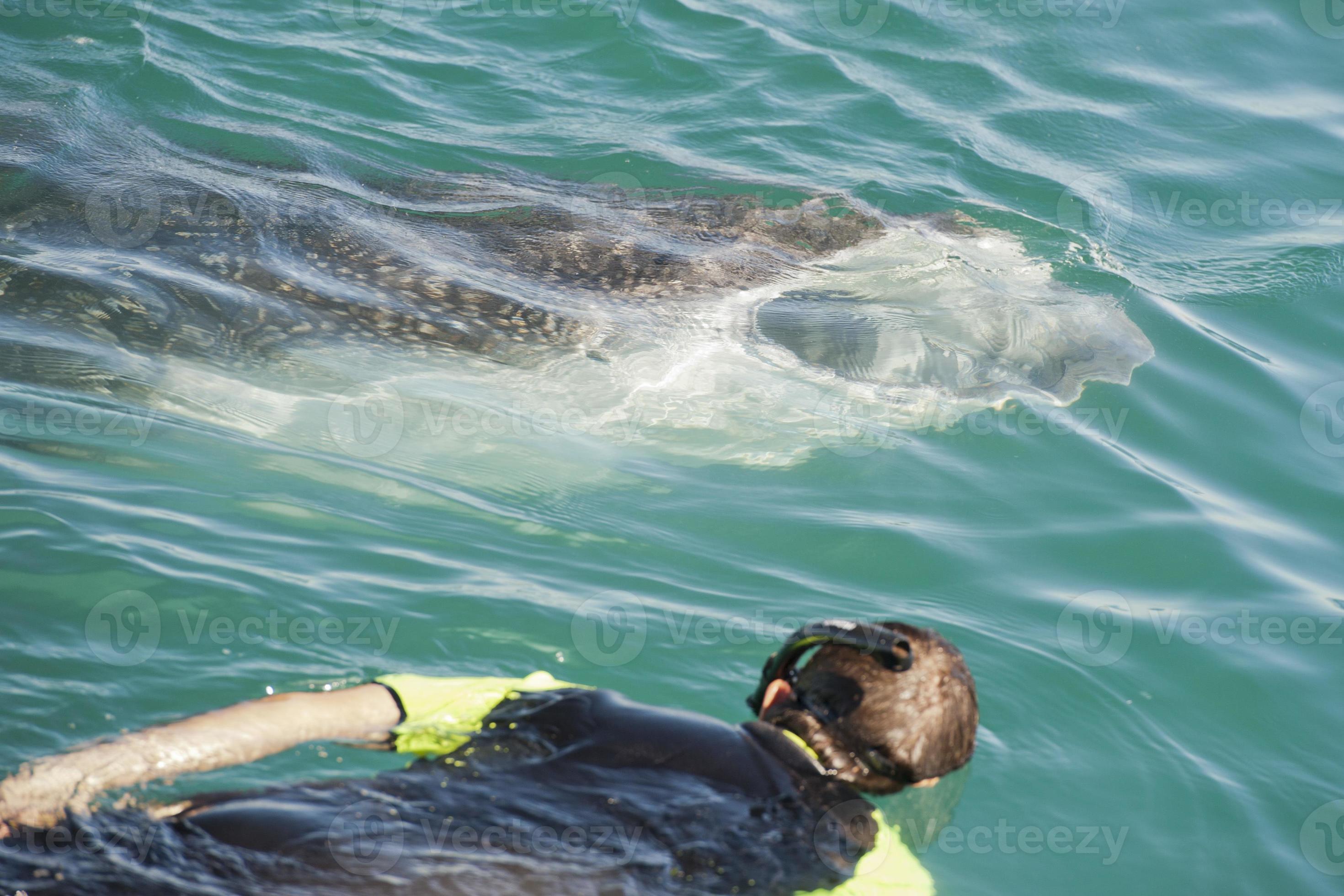 Whale Shark while eating 12247389 Stock Photo at Vecteezy