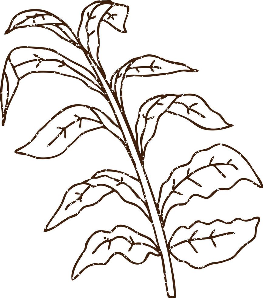 Corn Stalk Charcoal Drawing vector