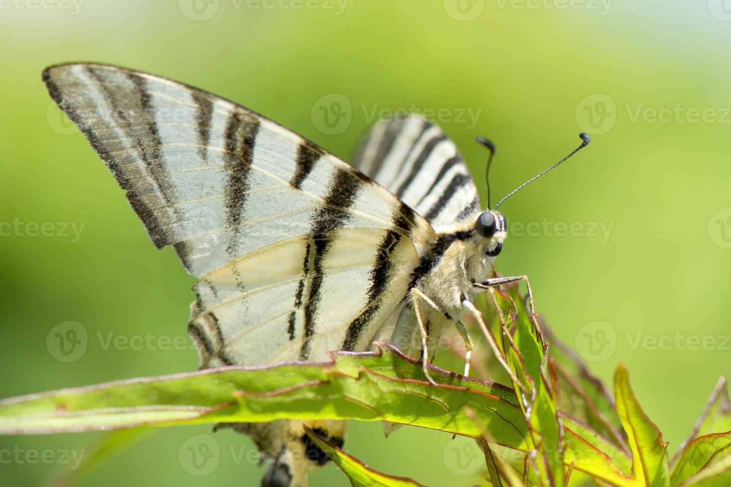 Open wings butterfly portrait photo