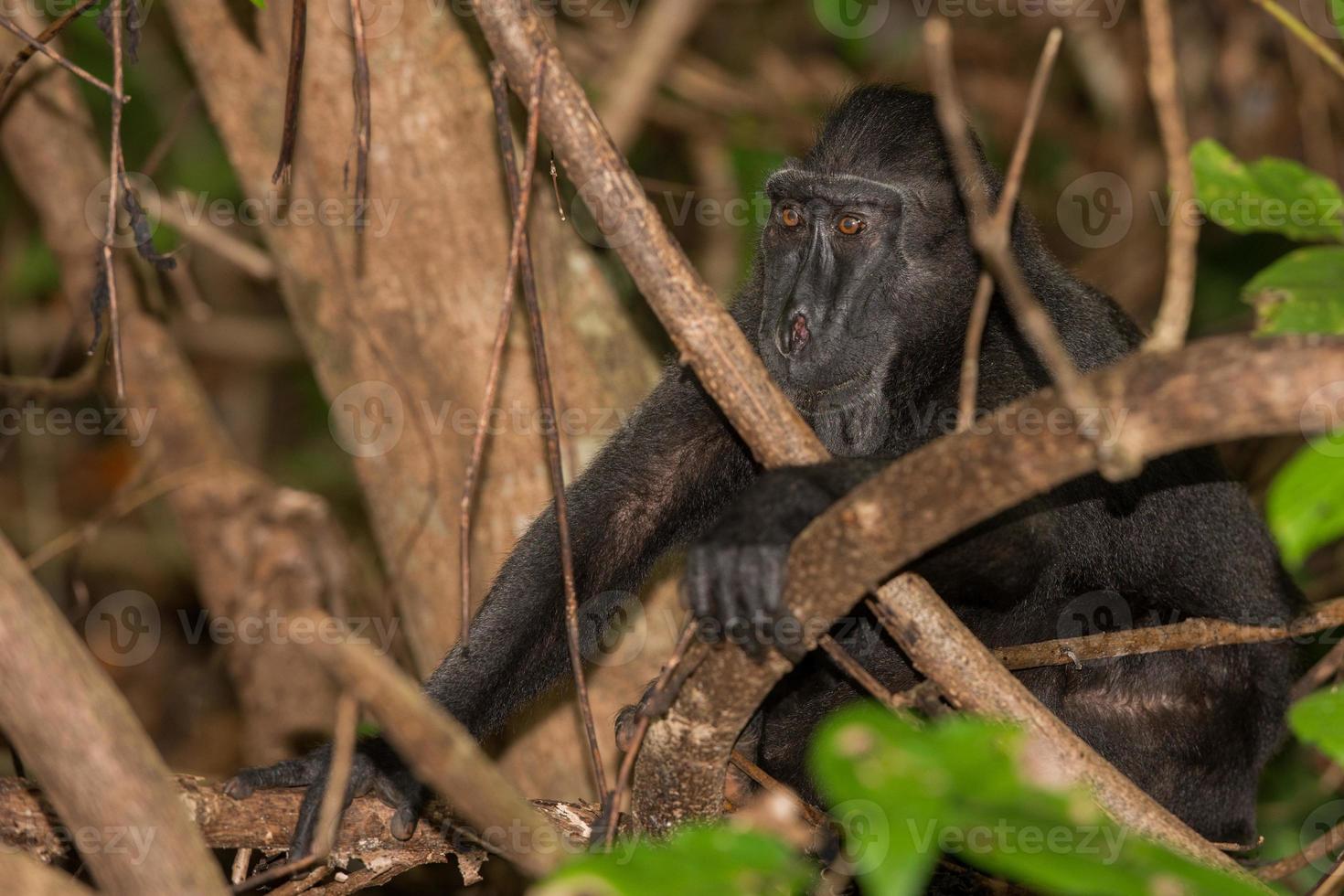 mono macaco negro con cresta mientras te miraba en el bosque foto
