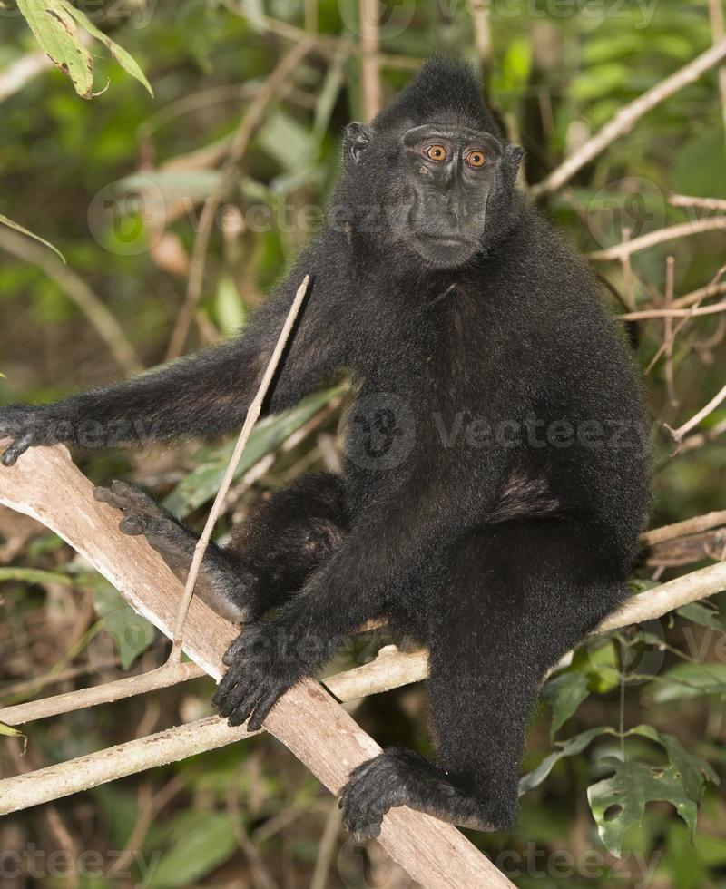 macaco negro con cresta mientras te mira en el bosque foto