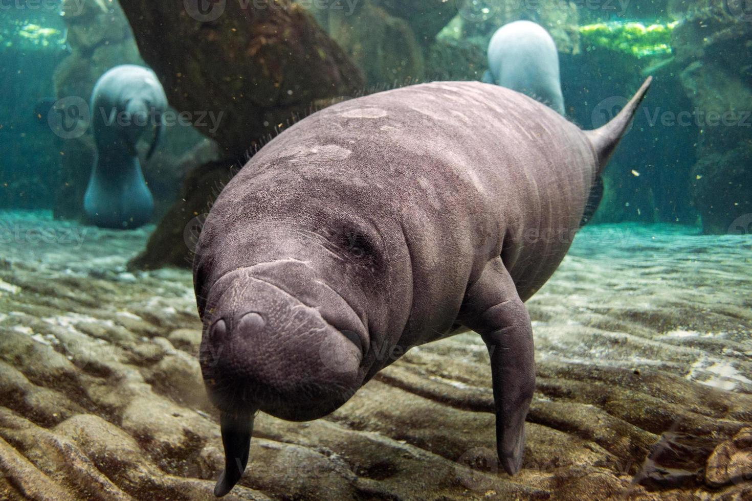 newborn baby manatee close up portrait photo