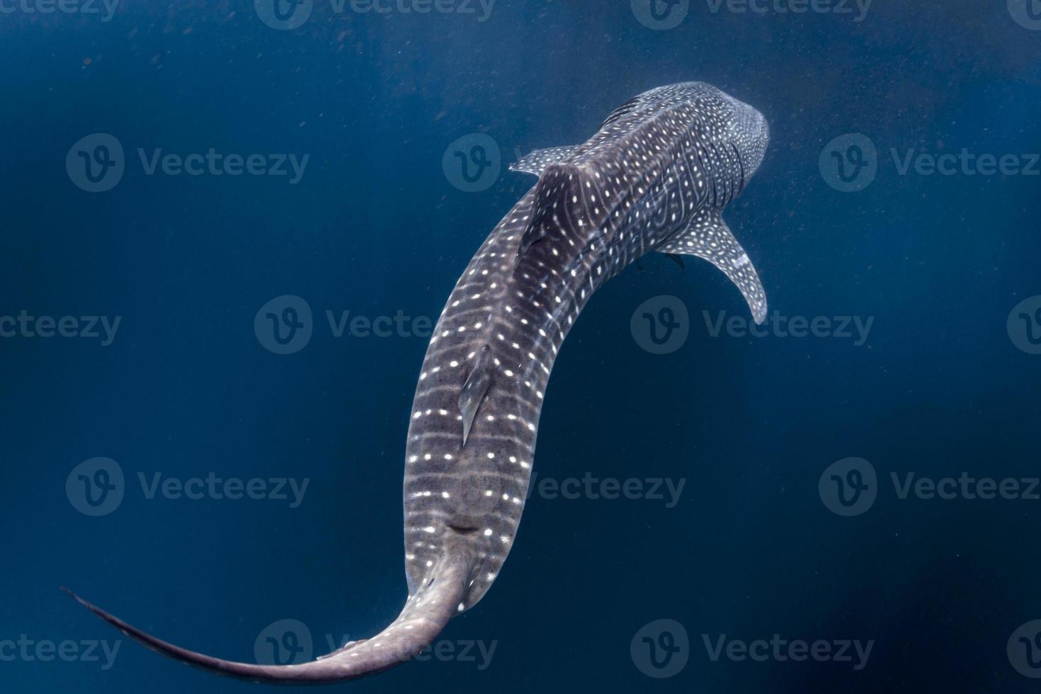 Whale Shark close encounter in west papua cenderawasih bay photo