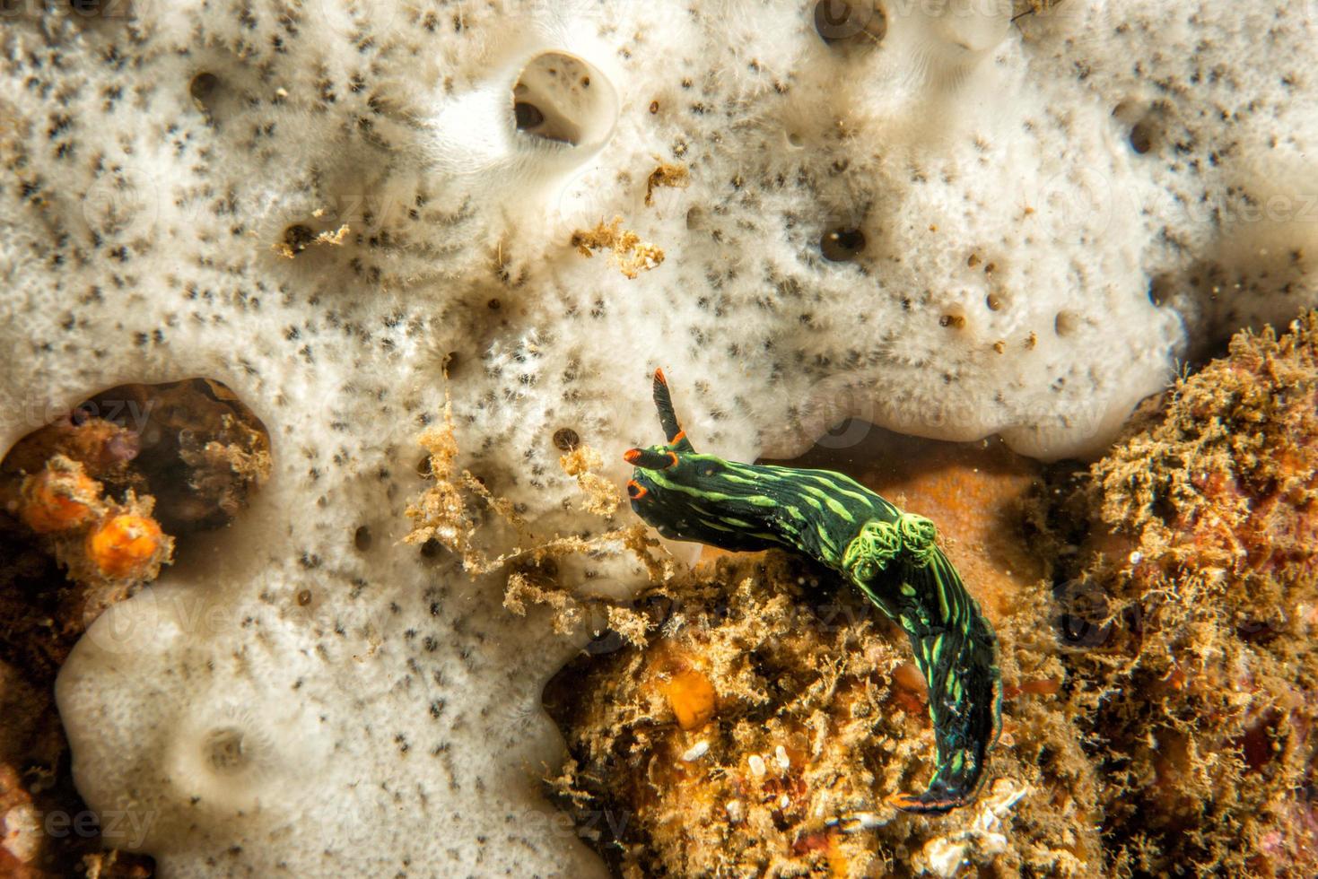 nembrotha cristata Nudibranch in Lembeh photo