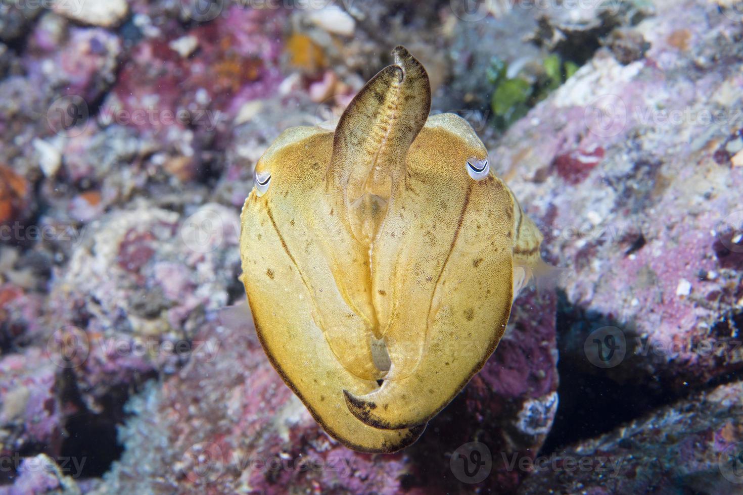 Squid cuttlefish underwater on black lava sand much dive photo
