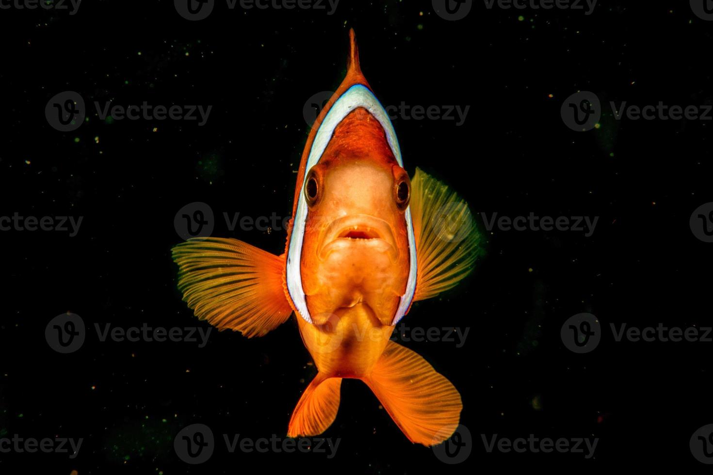 Clown fish while looking at you on the black background photo