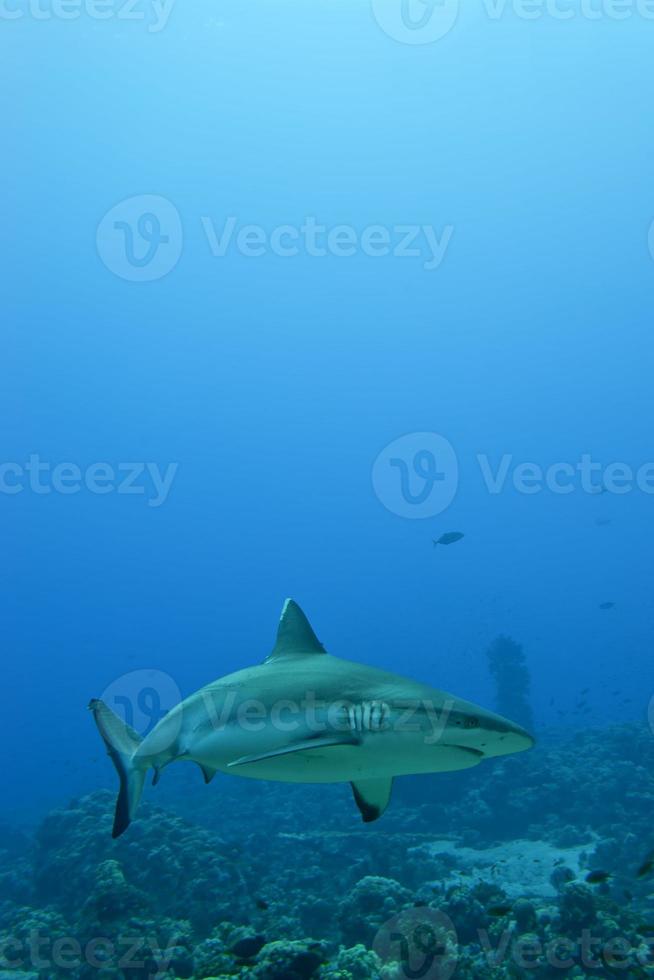 A grey shark jaws ready to attack underwater close up portrait photo