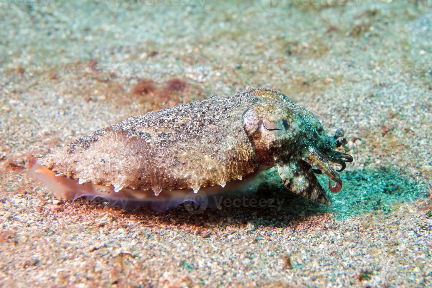 Squid cuttlefish underwater on black lava sand photo