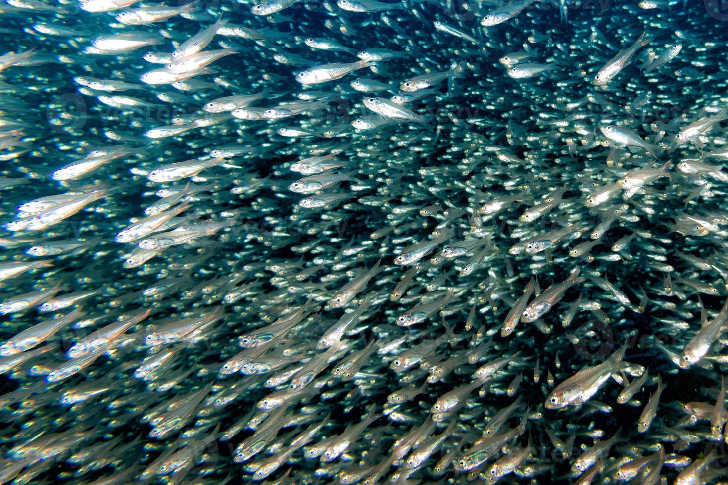 Glass fishes giant bait ball moving underwater photo