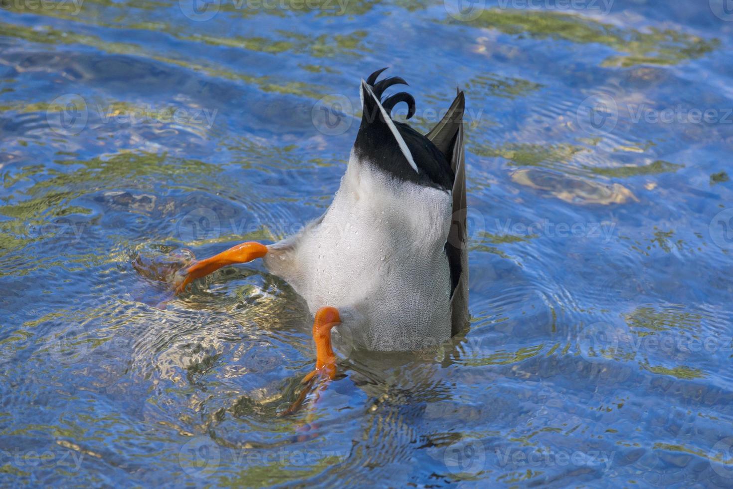 A duck while diving  in the deep blue water photo