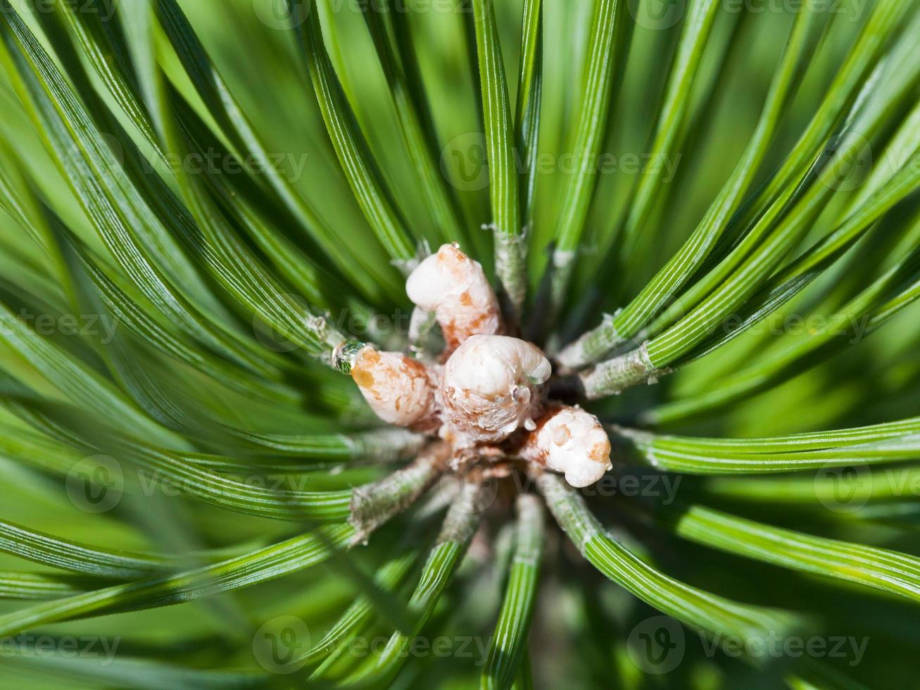 buds of green larch close up photo