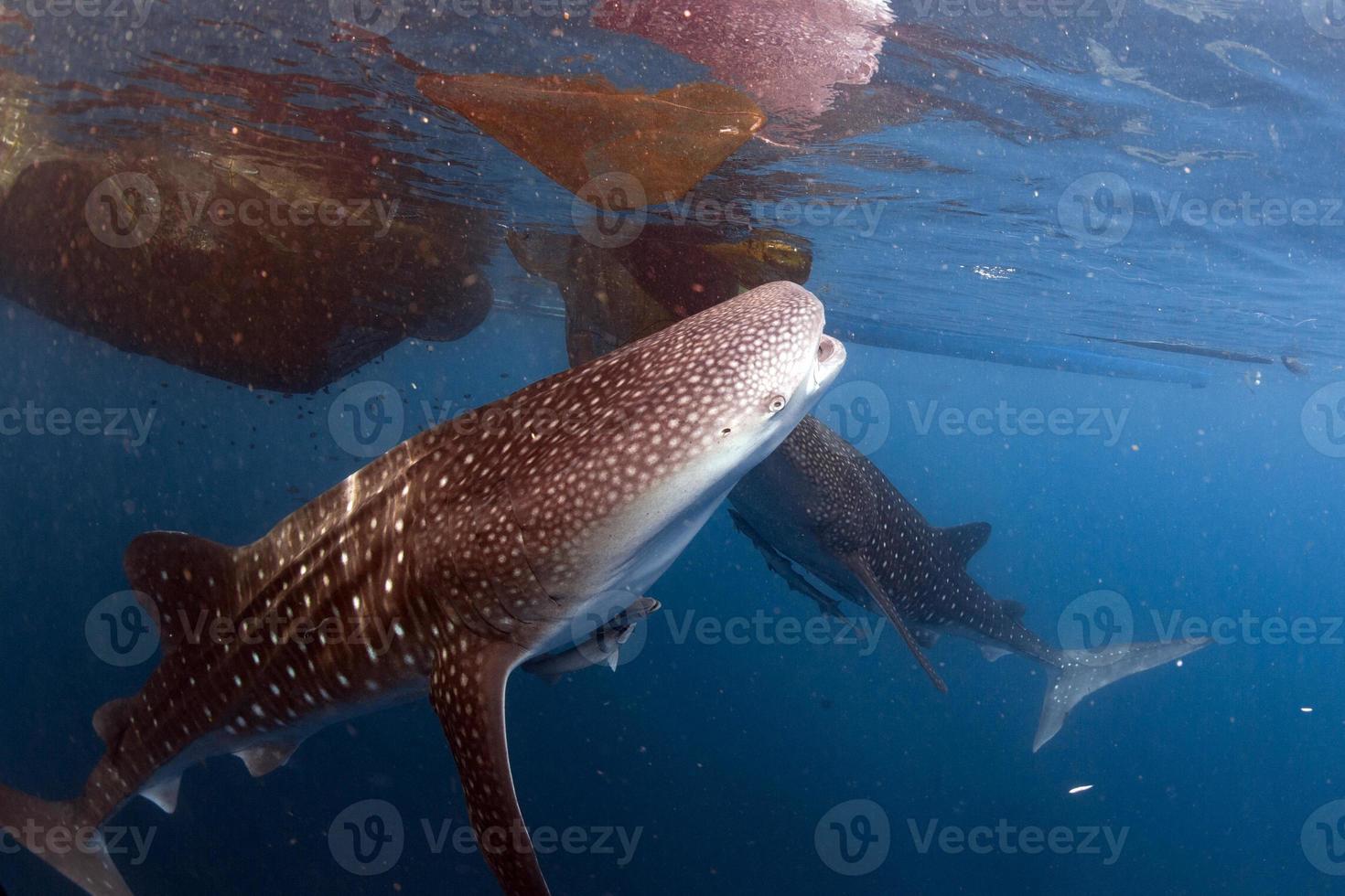 Whale Shark coming to you underwater photo