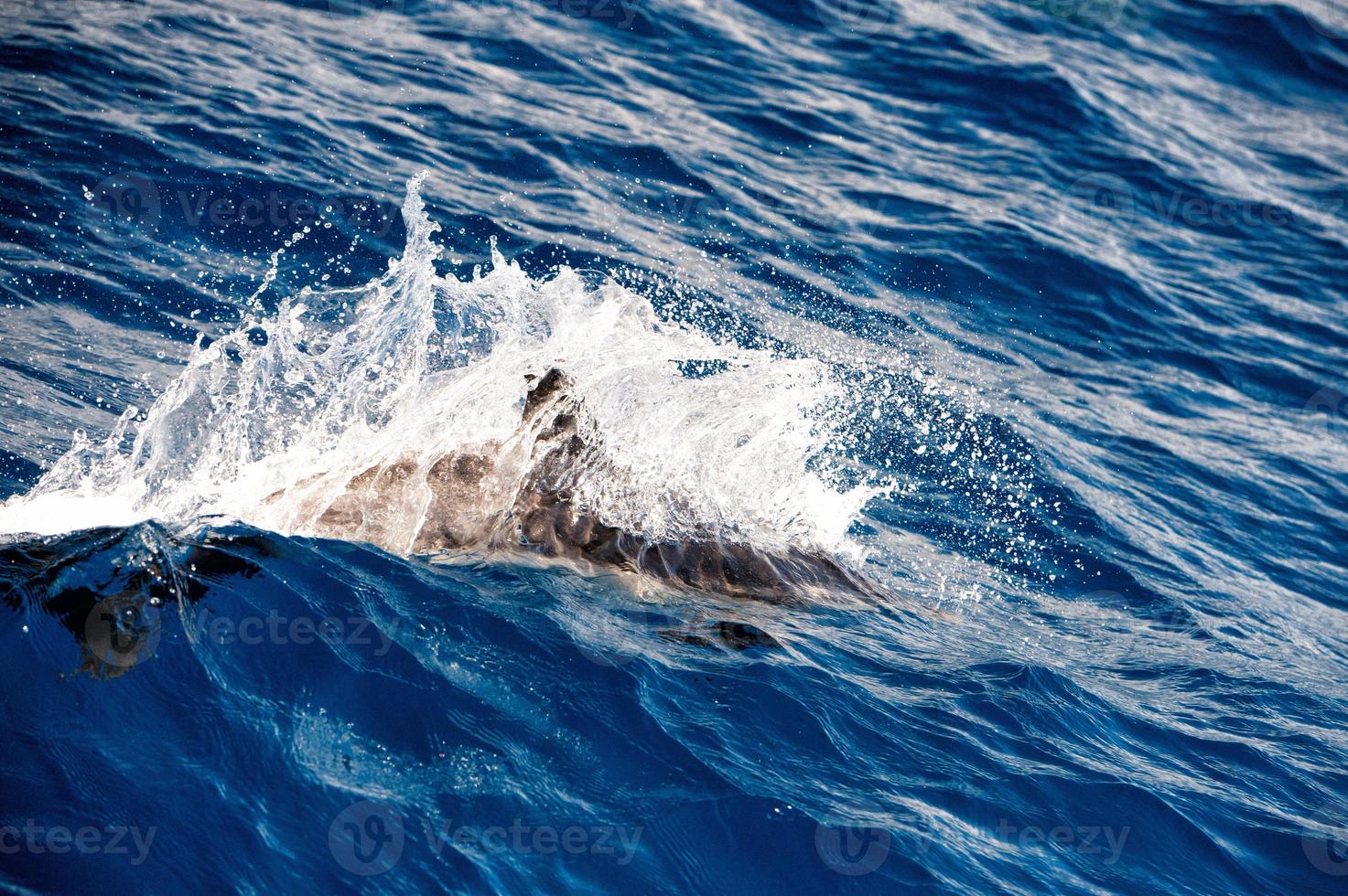 Dolphins while jumping in the deep blue sea photo