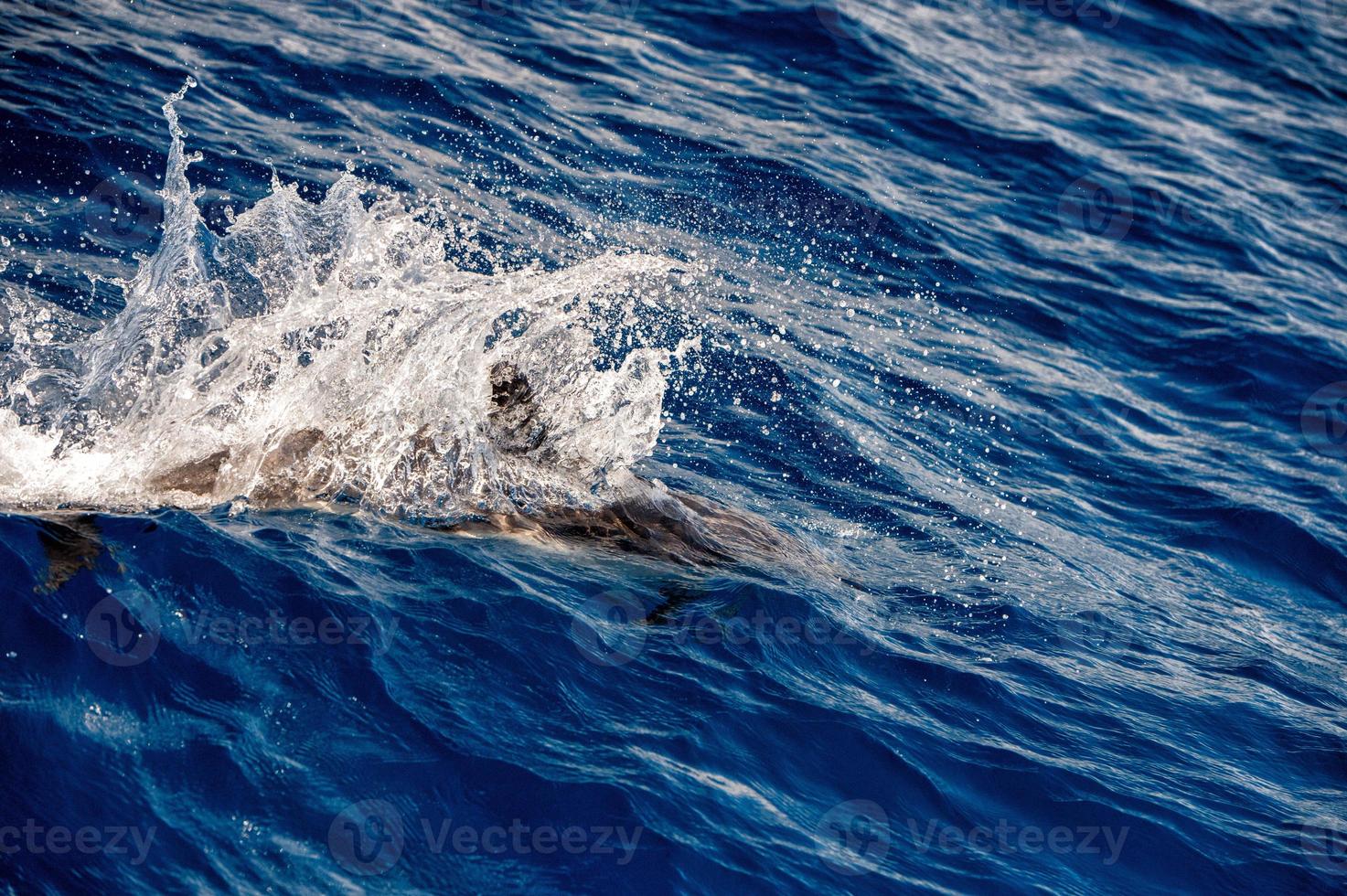 Dolphins while jumping in the deep blue sea photo