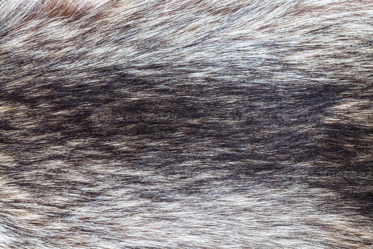 raccoon fur close up photo