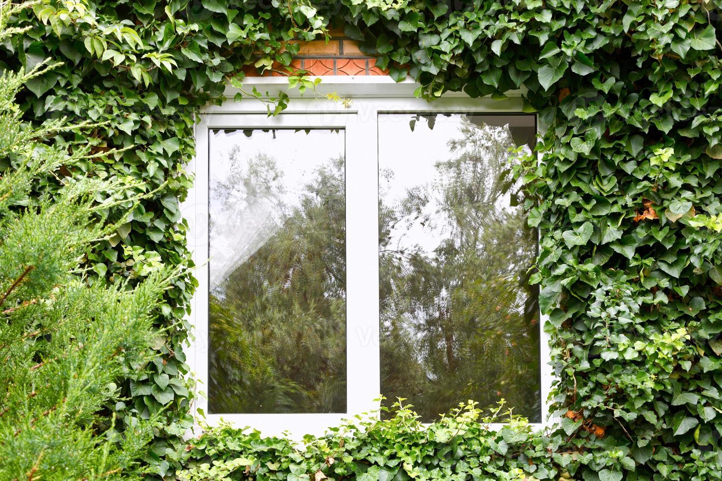 green ivy around new plastic window photo