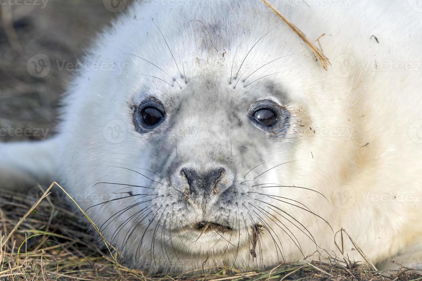 grey seal puppy while relaxing on the beach in Great Britain photo