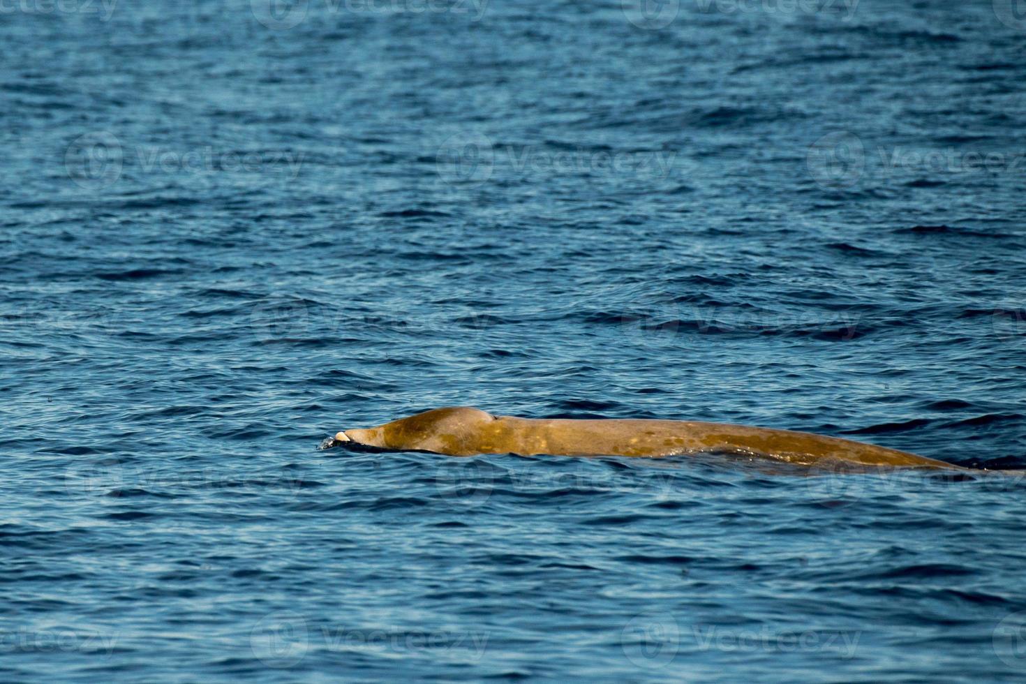 Rare Goose Beaked whale dolphin Ziphius cavirostris photo