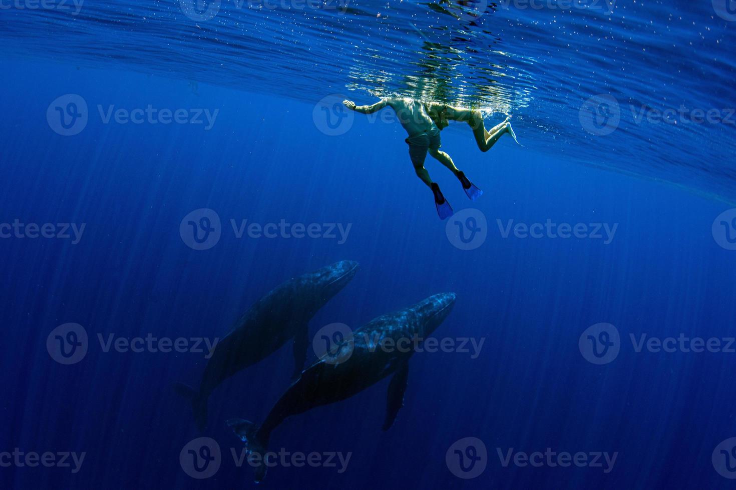 snorkeling with Humpback whale underwater in pacific ocean Moorea French Polynesia photo