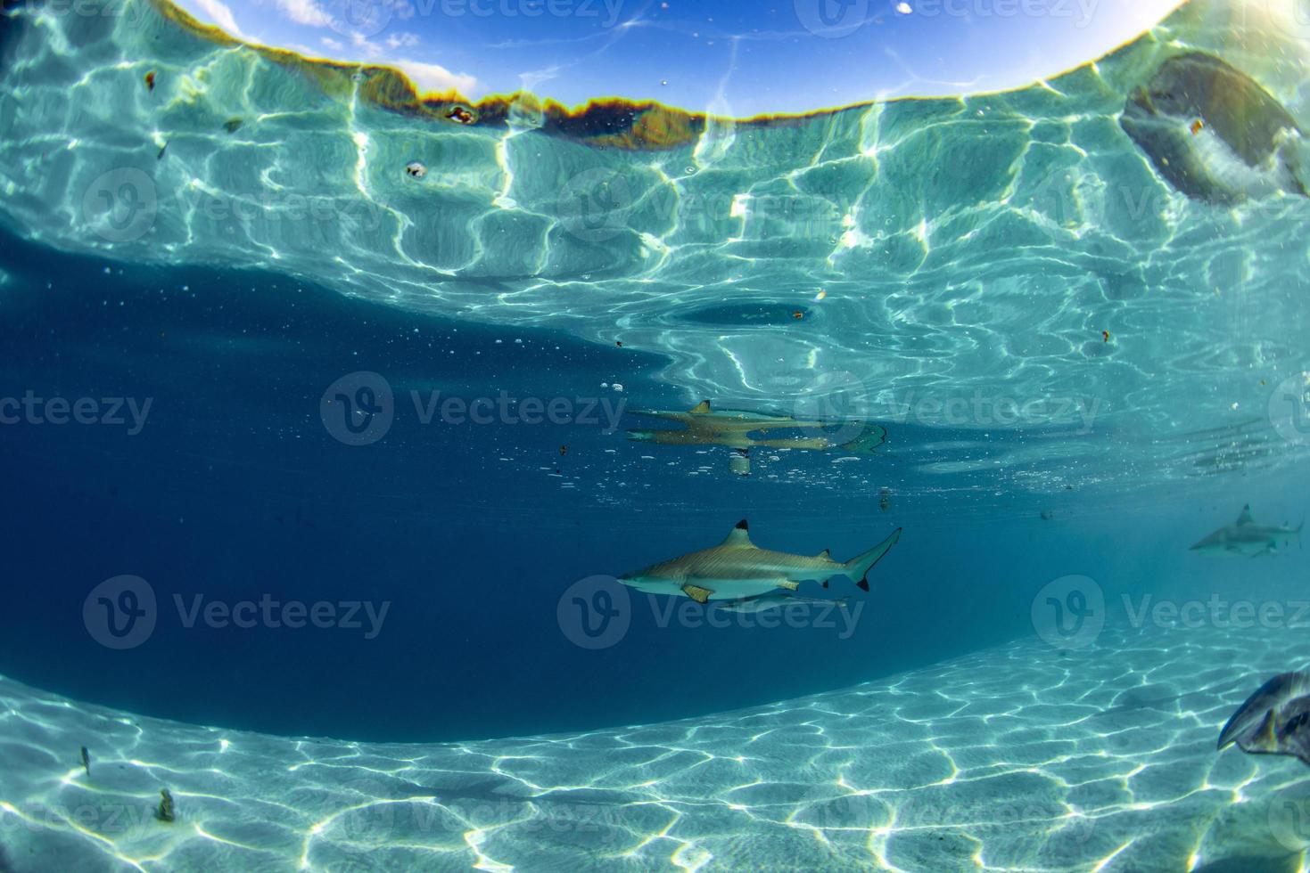 swimming with sharks in blue ocean of polynesia photo