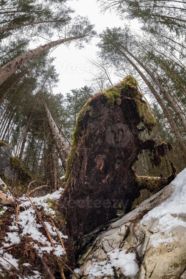 árbol desarraigado en el bosque en invierno foto