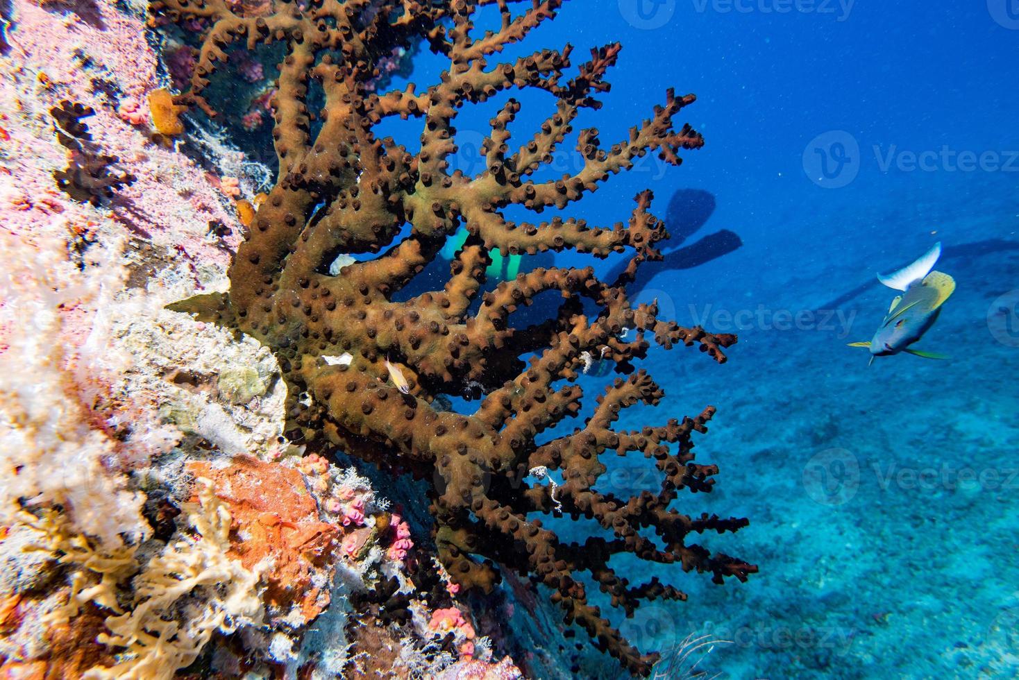 Ship Wreck in maldives indian ocean photo