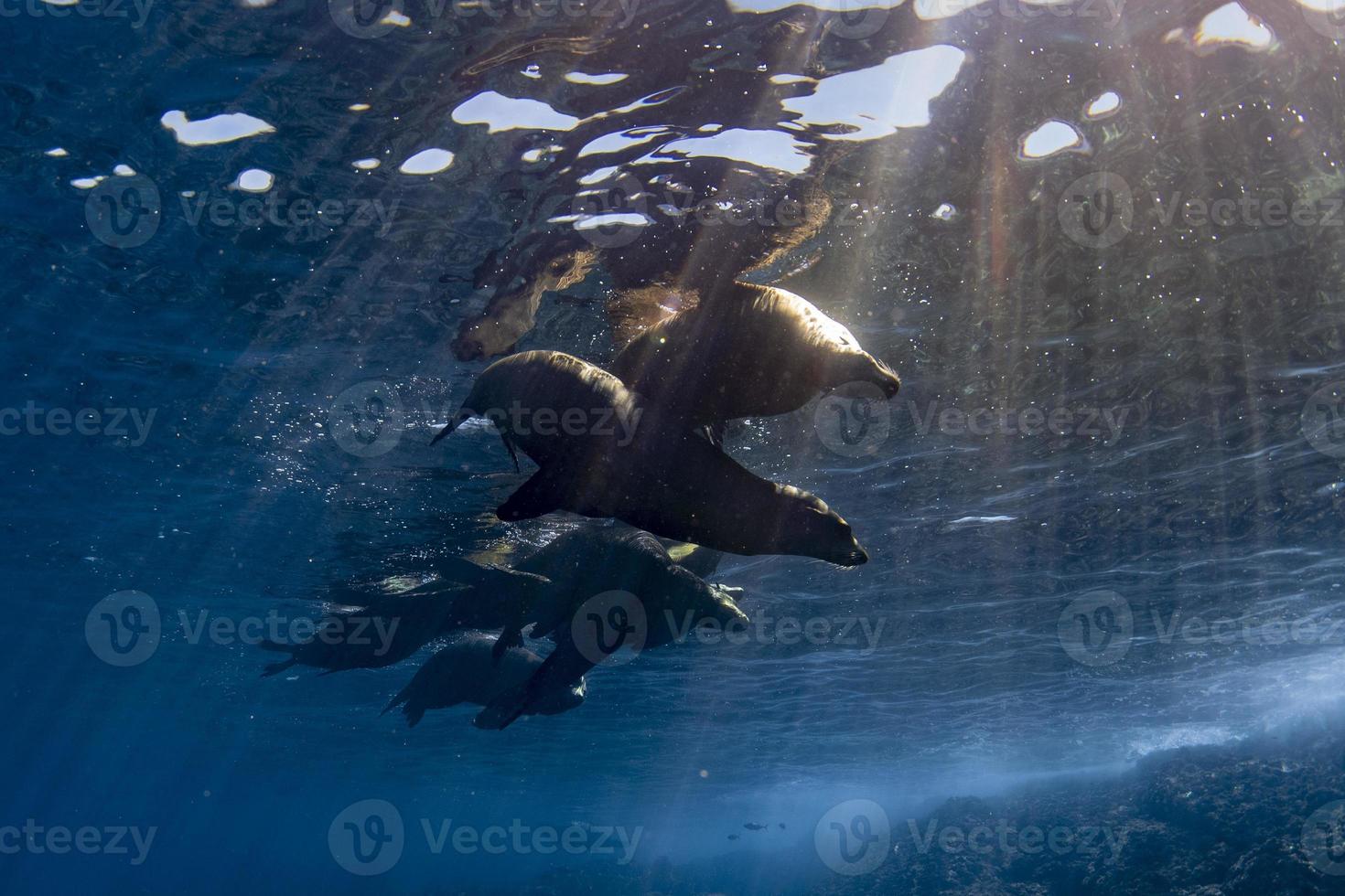 familia de focas leones marinos de california relajándose bajo el agua foto