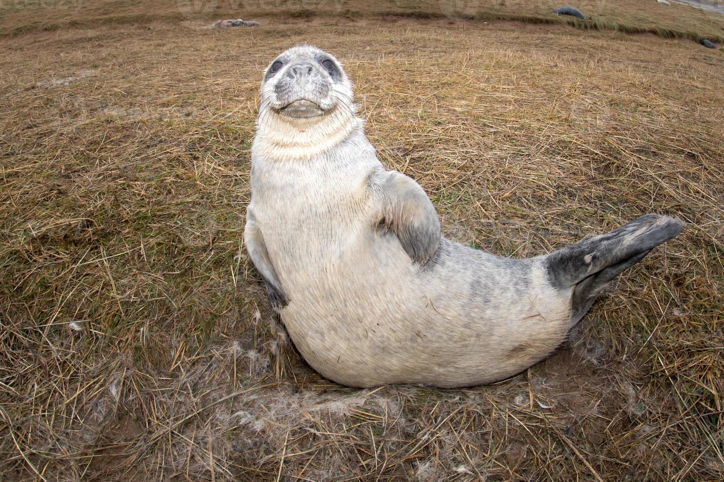 grey seal puppy while looking at you photo