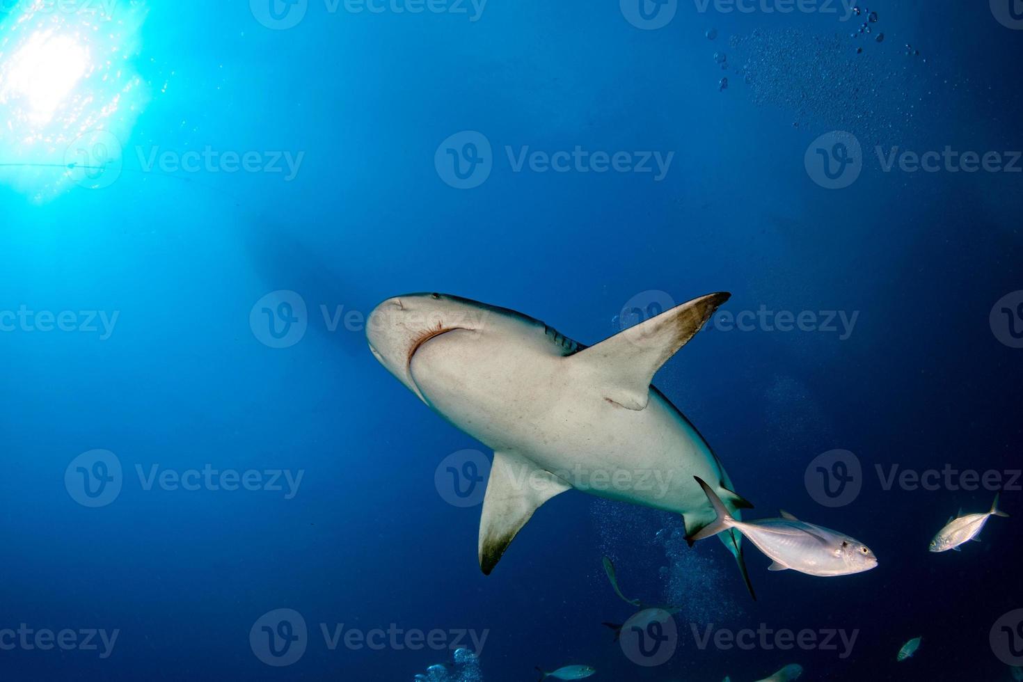 bull shark while ready to attack while feeding photo