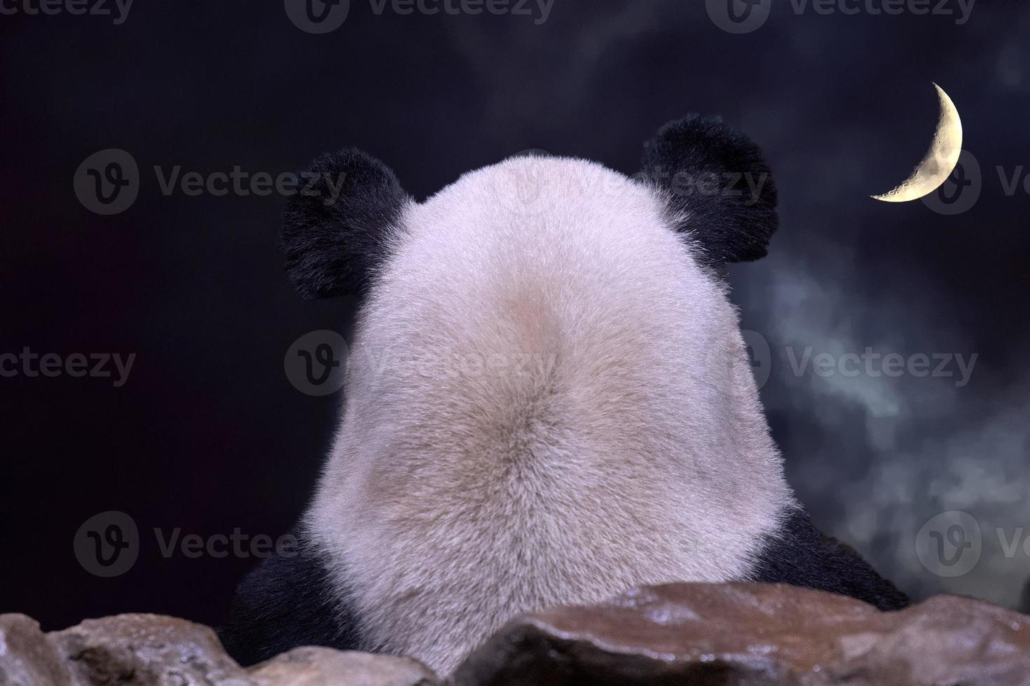 orejas de panda gigante desde atrás mirando el panorama en la noche de luna llena foto