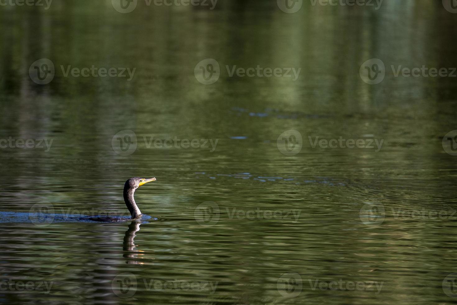 Cormorant portrait in lagoon photo