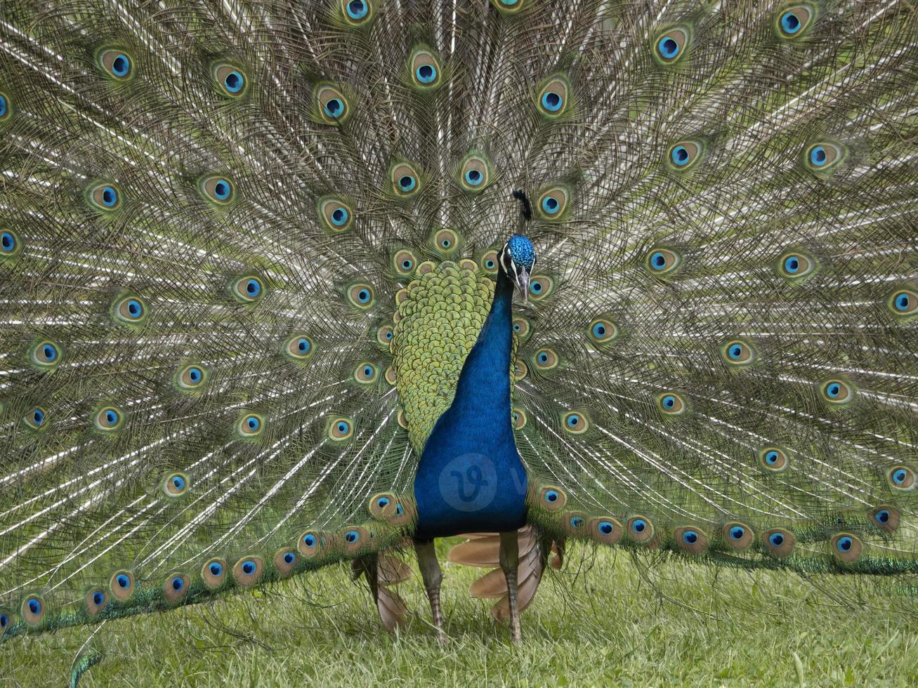 detalle de plumas de pavo real de cerca foto