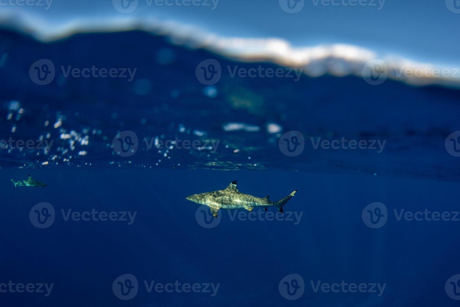 snorkeling with sharks in blue ocean of polynesia photo