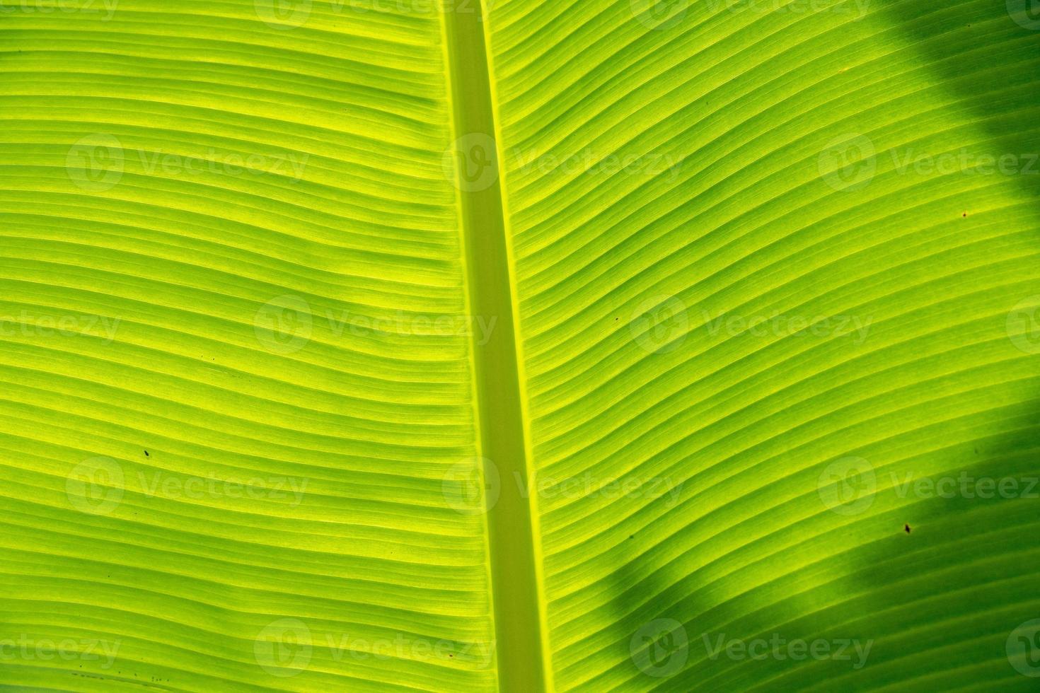 Banana leaf close up detail macro view photo