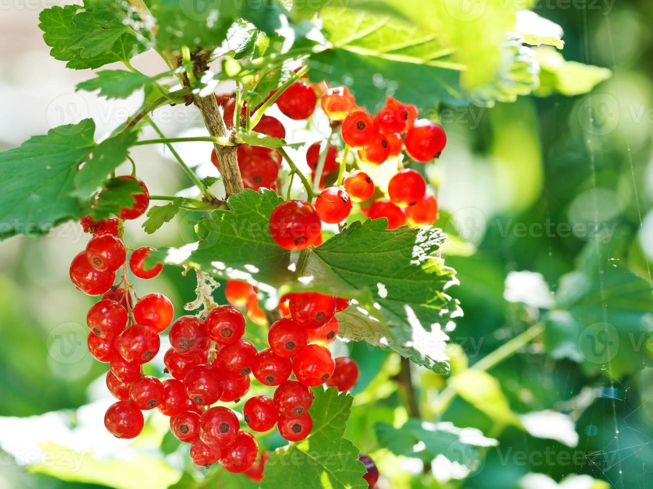 cluster of red currant berries close up photo