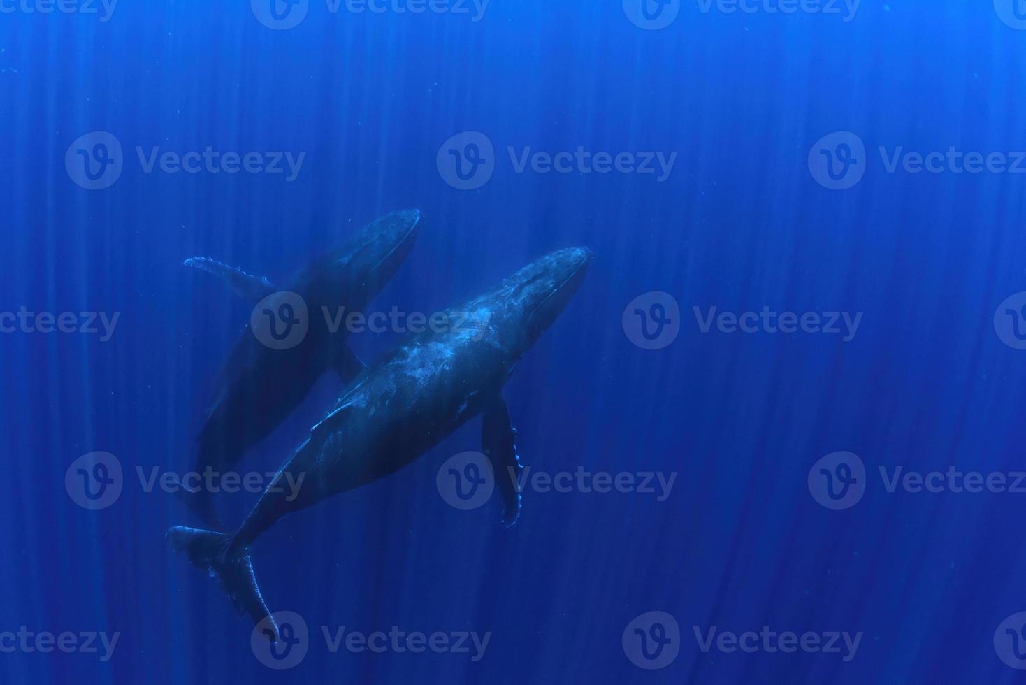 humpback whale underwater in french polynesia moorea photo